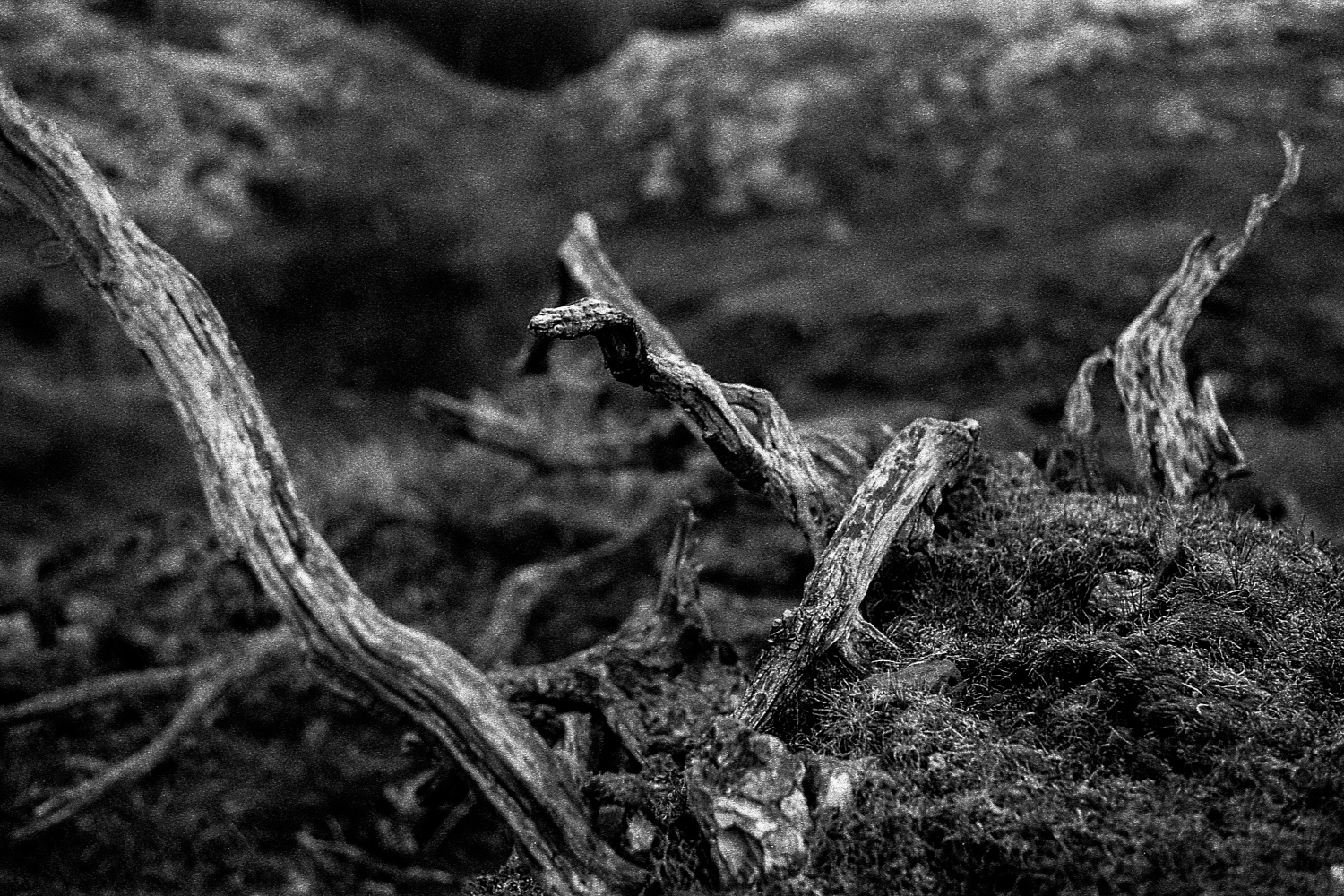 Pia Arhija Mother Nature3